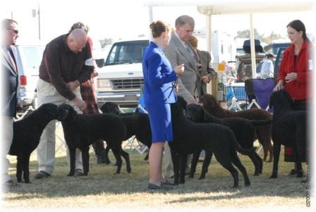 The entry was large and this group is waiting on the sideline while another group is judged.