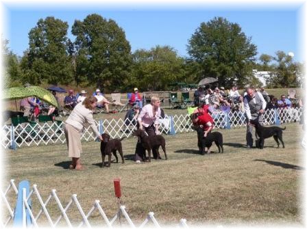 Bred-By-Exhibitor Bitches class placements