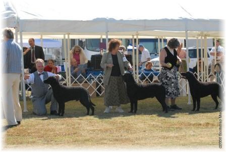 Veteran Dog Class