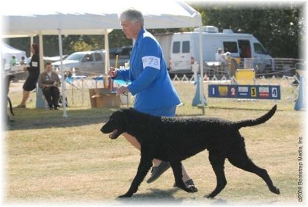 Shelly and Tenor, Flairfor Spring Action, working their way to the top!