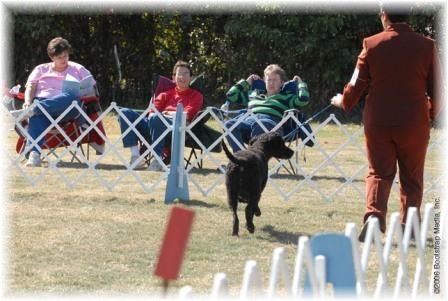 Obedience Chair, Marian, relaxing and enjoying the show