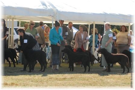 The Dogs and bitches were judged separately, in two groups each and reunited after cuts from all four groups.