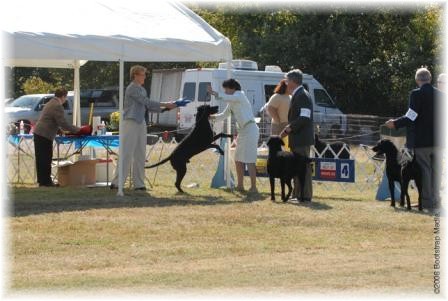 Marty, Solimar's Black to the Future, is exuberant with his Working Retriever Class win.