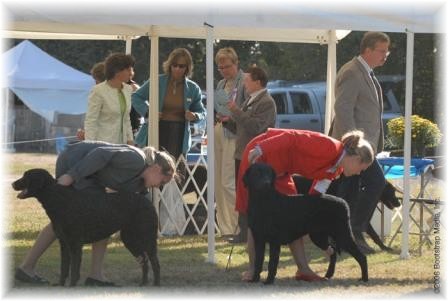 Synchronized Stacking, Grace with Carmen and Susie with Summer, Summerwind's Delight of Kurly K