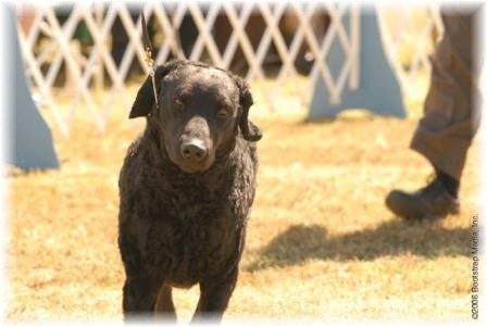 Alaska, Elizabeth's Skeeter, Jangio's Don't Bug Me Now from making his way around the ring.
