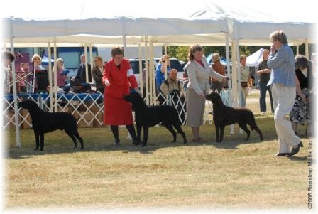 Winners Dog Competition