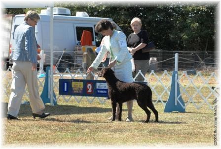 BOW-WD, Mikey, Tumbleweed's Who'll Stop The Rain, from 6-9 mo. puppy class