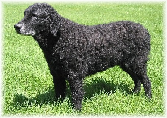 The oldest Bitch in the show was Cola, Addidas Alpha Coca-Cola, 13 1/4 years old