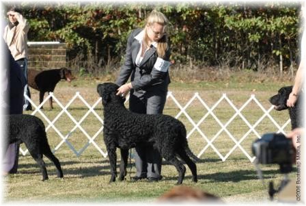 Junior competitor, Alexandria, handling MacDuff, Shadowbrook's Thane of Fife,in Puppy Sweeps