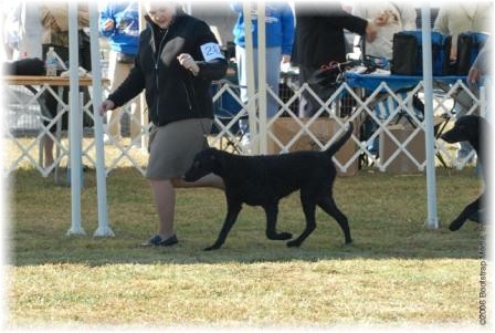 Junior competitor, Gillian, handling Rio, Kurly Kreek Blame it on Rio, in Puppy Sweeps