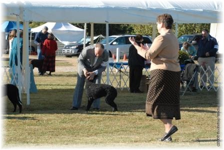 There's always one puppy that entertains the judge and the gallery. With her leash tugging and sideline dancing, this year's prize goes to Don & Annie, Dese's Little Miss Sure Shot.