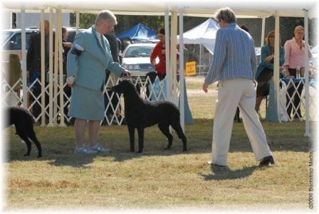 Best in Vet. Sweeps, Mariah, Riverwatch Windwalker (photo from Breed competition)
