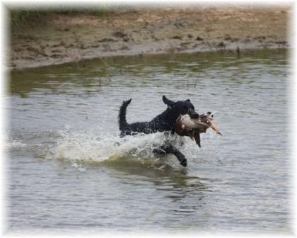 Florida, Flint,Charwin Tracer,served as Test Dog