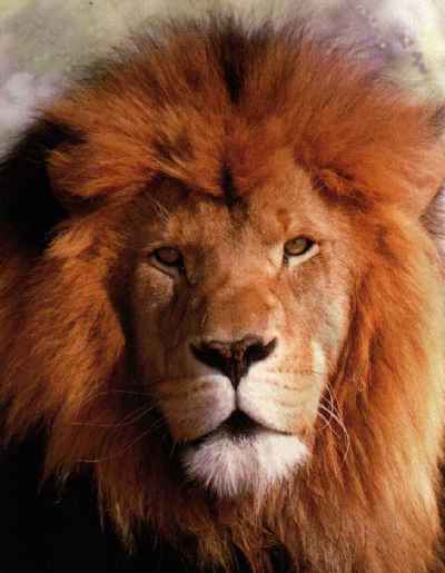 LEÓN