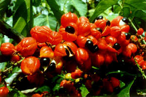 guarana.jpg - 16254,0 K