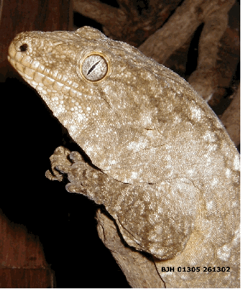 primo piano leachianus