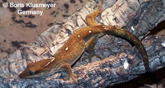 R. sarasinorum