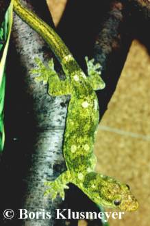R. trachyrhynchus
