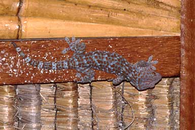 Tokay in natura