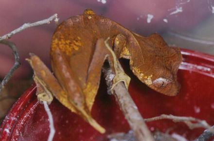 Uroplatus ebenaui