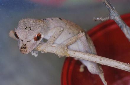 Uroplatus ebenaui