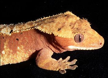 primo piano ciliatus orange
