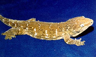 laechianus