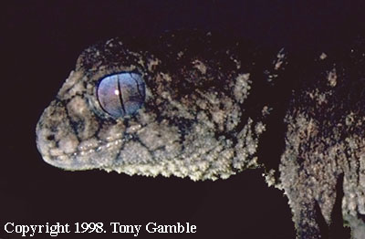 nephrurus asper