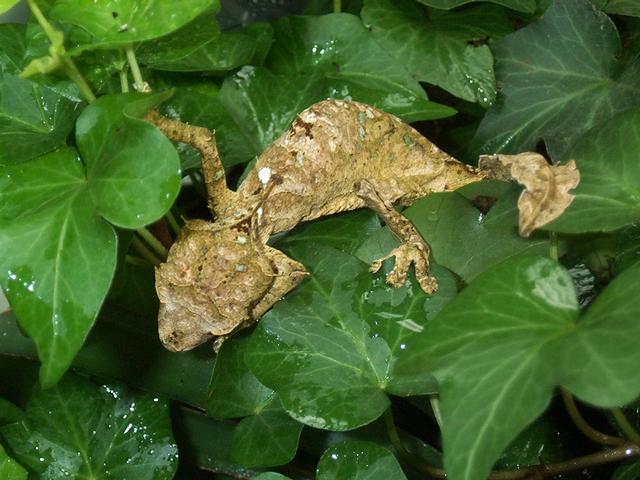 phantasticus maschio