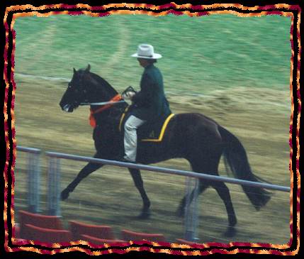Heza Bruce Training for Man from Snowy River