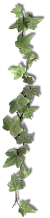 Ivy Border