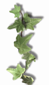 Ivy Border