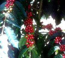 cherries