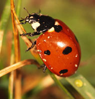 ladybug