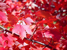 maple leaves