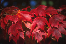 maple leaves
