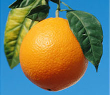 orange