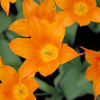 tulip