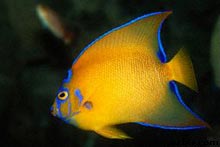 Queen Angelfish