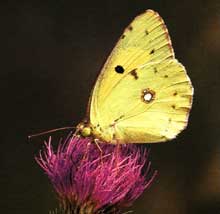 butterfly