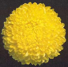 chrysanthemum