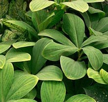 spiral ginger leaves 