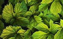 leaves