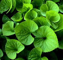 leaves