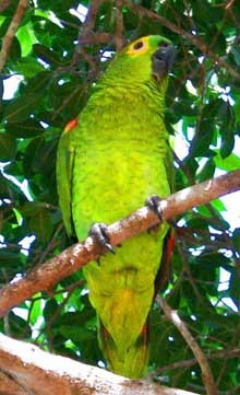 parrot