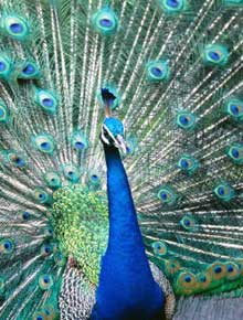 peacock