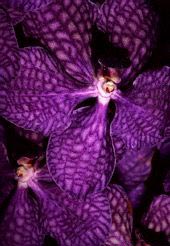 orchid