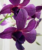 Indian Blue Purple Dendrobium