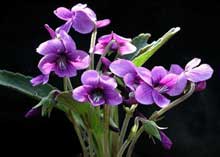 violet