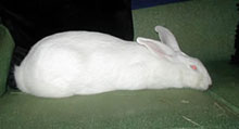 rabbit